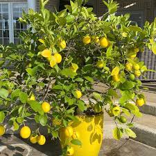 Improved Meyer Lemon Tree 1 Pc R61274