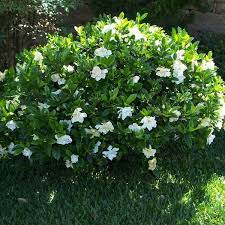 White Flowering Frostproof Gardenia