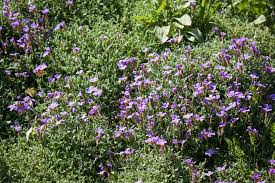 4 Edible Ground Covers For Your Garden
