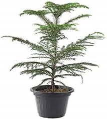 Air Purifying Plants Indoor Plants