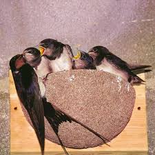 Swallow Nest Box