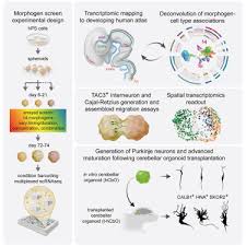 Generating Human Neural Diversity With