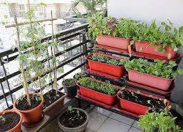 How To Start A Balcony Vegetable Garden