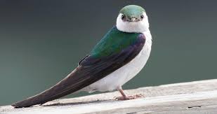 Violet Green Swallow Overview All