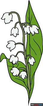 How To Draw A Lily Of The Valley