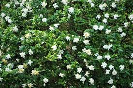 How To Grow A Gardenia Hedge In