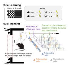 Prefrontal Neuronal Ensembles Link
