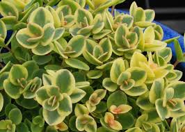 Patio Plants Potted Plants For Winter