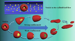 Vesicles In A Cylindrical Flow