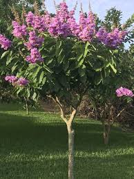 9 Best Flowering Trees In India You Can