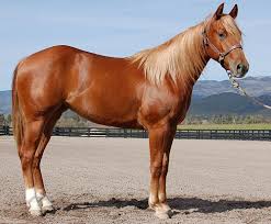Sorrel Horse Facts With Pictures