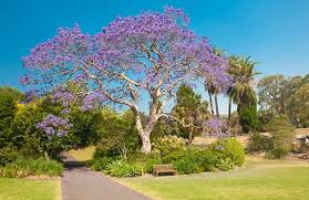 13 Types Of Flowering Trees With Purple