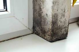 Basement Mold Types Epp Foundation Repair