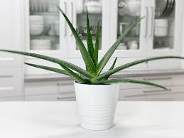 Aloe Vera Plant Medicinal Care