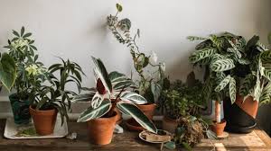 Are These Common Houseplants Pet Safe
