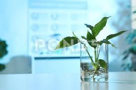 Photograph Beaker With Plant On Table