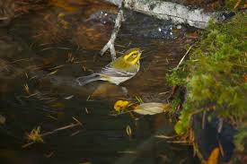 Providing Water For Birds Celebrate