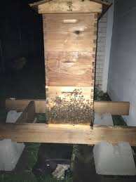 Bees Outside At Night General Bee