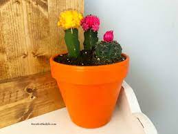 How To Plant A Cactus Container Garden