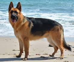 German Shepherd Wikipedia