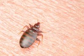 Bed Bugs In Your Hotel Room