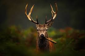 Keep Deer Out Of Your Cans Garden