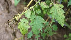 Disease Pest Issues With Tomato Plants
