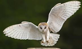 Posts Tagged Owls News Information