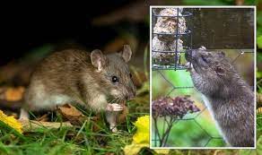 Stop Rats Invading Your Garden