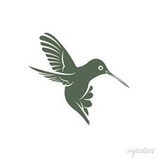 Hummingbird Design Vector Ilration