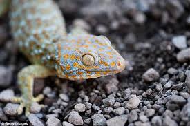 Endangered Geckos Poached In