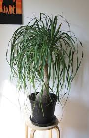 Low Light Indoor Plants Safe For Cats