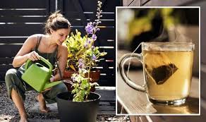 Gardening Tea Can Be Used To Water All