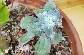 Mealybugs On Houseplants