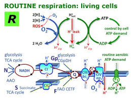 Routine Respiration Bioblast