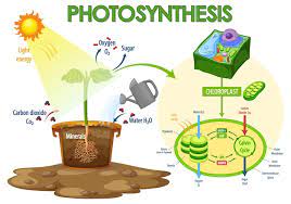 Photosynthesis Equation Images Free