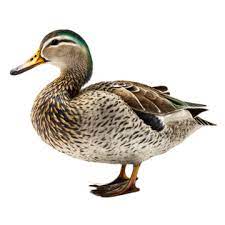 Duck Png Images 13000 Duck
