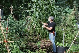 Corn Beans And Squash Growing