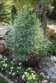 Low Maintenance Plants For Landscaping