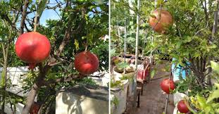 How To Grow Pomegranate In Pots At Home