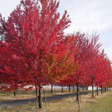 Red Maple Trees For At Arbor Day S