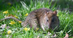 Your Garden With Plants Rodents