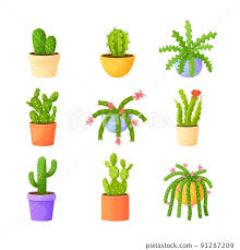 Cacti In Pots Cactus Plant