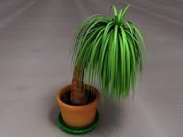 3d Model Palm Tree Plant Pot Buy Now