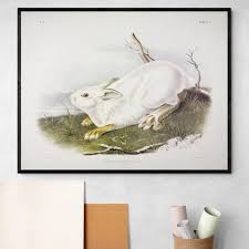 Snowshoe White Hare Audubon Animal