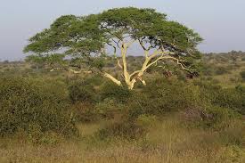 8 Beautiful Trees Native To Kenya A Z