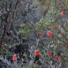 How To Successfully Grow Grevilleas A