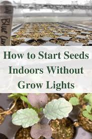 Start Seeds Indoors Without Grow Lights