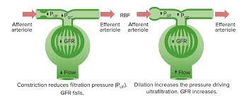 Glomerular Filtration Renal Physiology