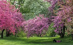 Visit The Ny Botanical Garden In Bloom